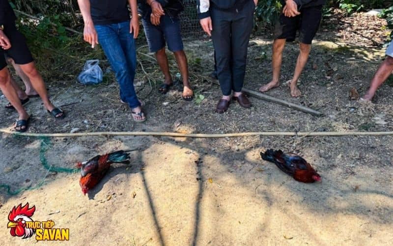 6 đối tượng tổ chức đánh bạc đá gà tại Lâm Đồng