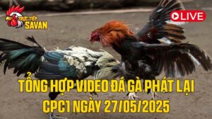 Tổng Hợp Video Đá Gà Phát Lại CPC1 Ngày 27-05-2025 của tructiepsavan