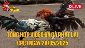 Tổng Hợp Video Đá Gà Phát Lại CPC1 Ngày 29-05-2025 của tructiepsavan