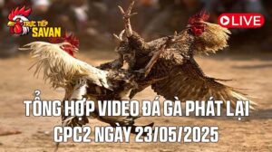 Tổng Hợp Video Đá Gà Phát Lại CPC2 Ngày 23-05-2025 của tructiepsavan