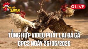 Tổng Hợp Video Đá Gà Phát Lại CPC2 Ngày 25-05-2025 của tructiepsavan