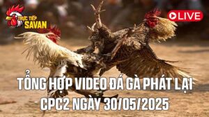 Tổng Hợp Video Đá Gà Phát Lại CPC2 Ngày 30-05-2025 của tructiepsavan
