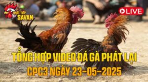 Tổng Hợp Video Đá Gà Phát Lại CPC3 Ngày 23-05-2025 của tructiepsavan
