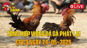 Tổng Hợp Video Đá Gà Phát Lại CPC3 Ngày 24-05-2025 của tructiepsavan