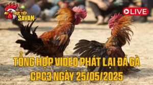 Tổng Hợp Video Đá Gà Phát Lại CPC3 Ngày 25-05-2025 của tructiepsavan