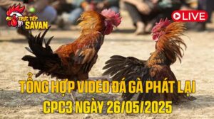Tổng Hợp Video Đá Gà Phát Lại CPC3 Ngày 26-05-2025 của tructiepsavan