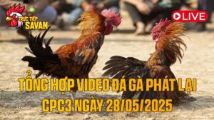 Tổng Hợp Video Đá Gà Phát Lại CPC3 Ngày 28-05-2025 của tructiepsavan
