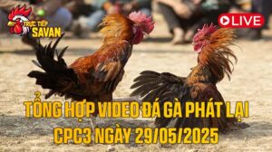 Tổng Hợp Video Đá Gà Phát Lại CPC3 Ngày 29-05-2025 của tructiepsavan