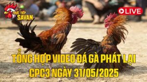 Tổng Hợp Video Phát Lại Đá Gà CPC3 Ngày 31-05-2025 của tructiepsavan