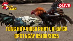 Tổng Hợp Video Phát Lại Đá Gà CPC1 Ngày 05-06-2025 của tructiepsavan