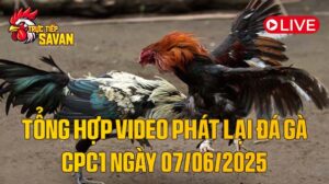 Tổng Hợp Video Phát Lại Đá Gà CPC1 Ngày 07-06-2025 của tructiepsavan
