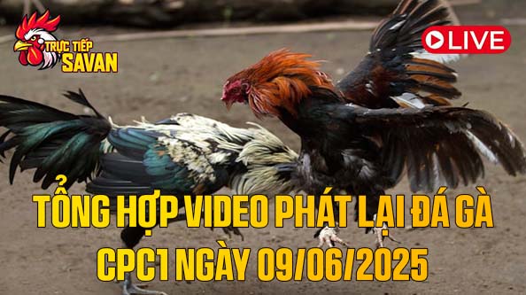 Tổng Hợp Video Phát Lại Đá Gà CPC1 Ngày 09-06-2025 của tructiepsavan