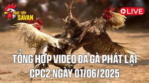 Tổng Hợp Video Phát Lại Đá Gà CPC2 Ngày 01-06-2025 của tructiepsavan