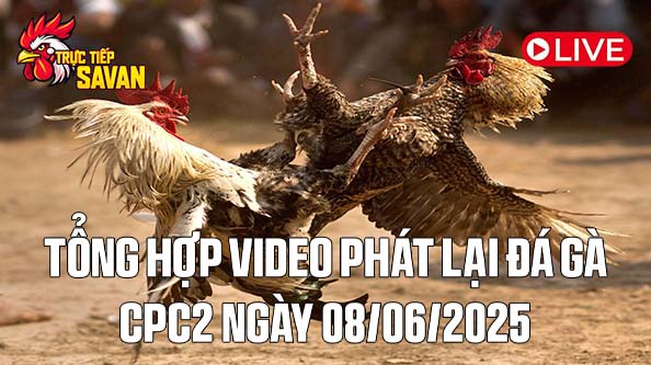 Tổng Hợp Video Phát Lại Đá Gà CPC2 Ngày 08-06-2025 của tructiepsavan