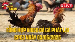 Tổng Hợp Video Phát Lại Đá Gà CPC3 Ngày 03-06-2025 của tructiepsavan