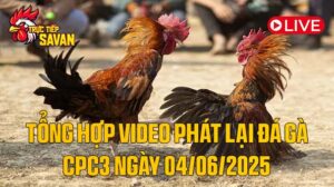 Tổng Hợp Video Phát Lại Đá Gà CPC3 Ngày 04-06-2025 của tructiepsavan