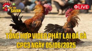 Tổng Hợp Video Phát Lại Đá Gà CPC3 Ngày 05-06-2025 của tructiepsavan